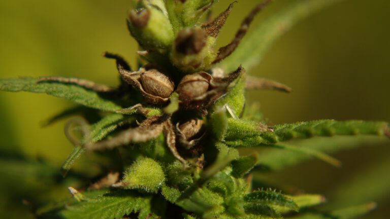 Phytocannabinoide – die Gruppe der natürlichen Cannabinoide