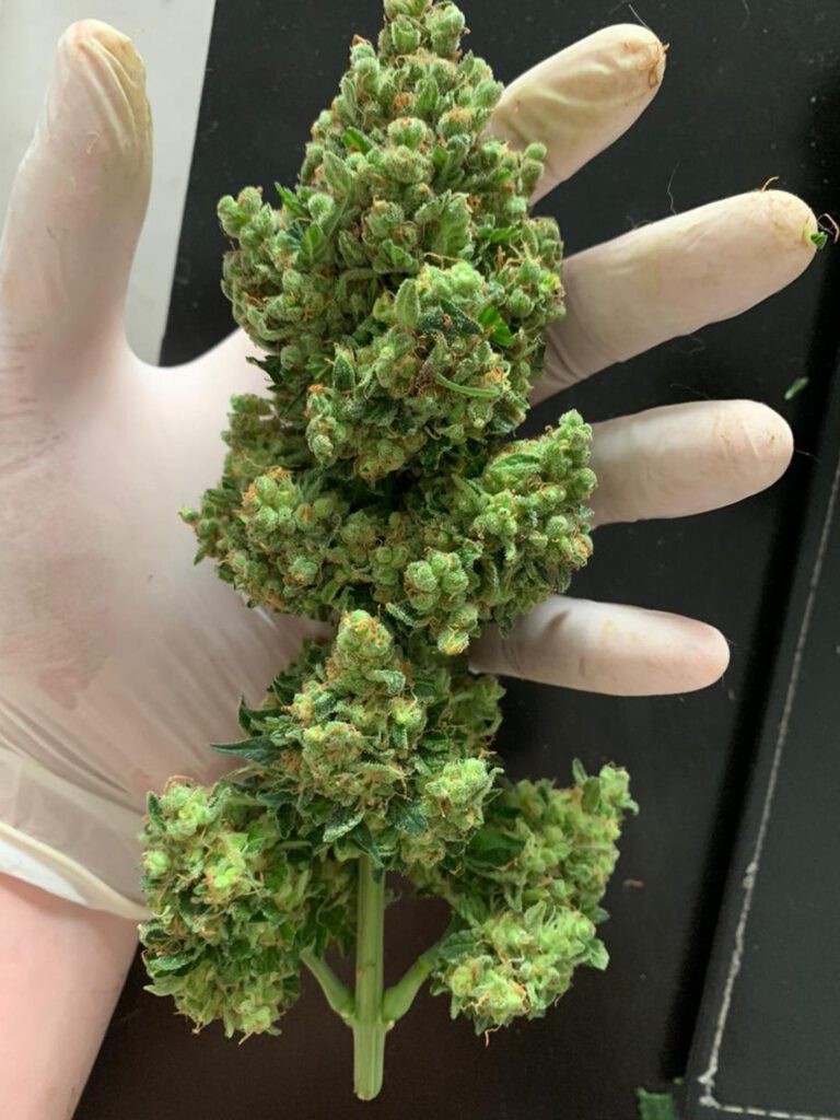 Roger Adams – Ein Pionier in der Erforschung von Cannabis?