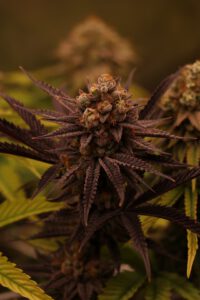 Gorilla Glue 4