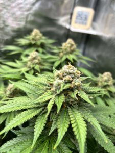 Funky Berry