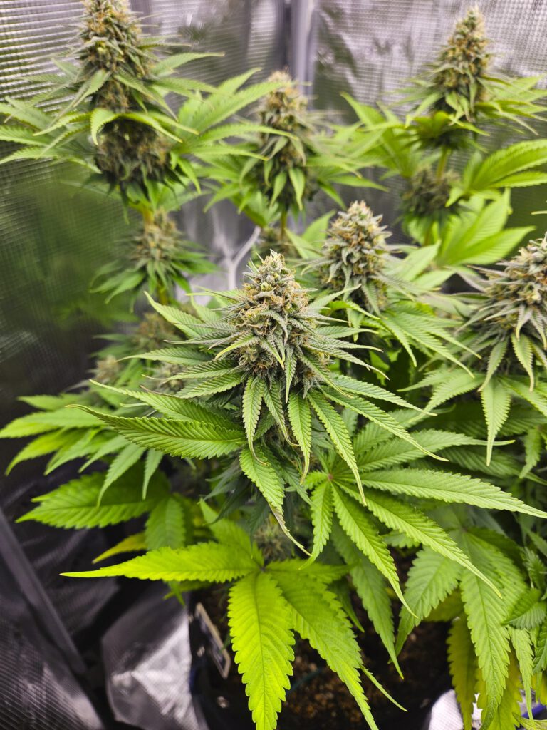 Tropicana Cookies