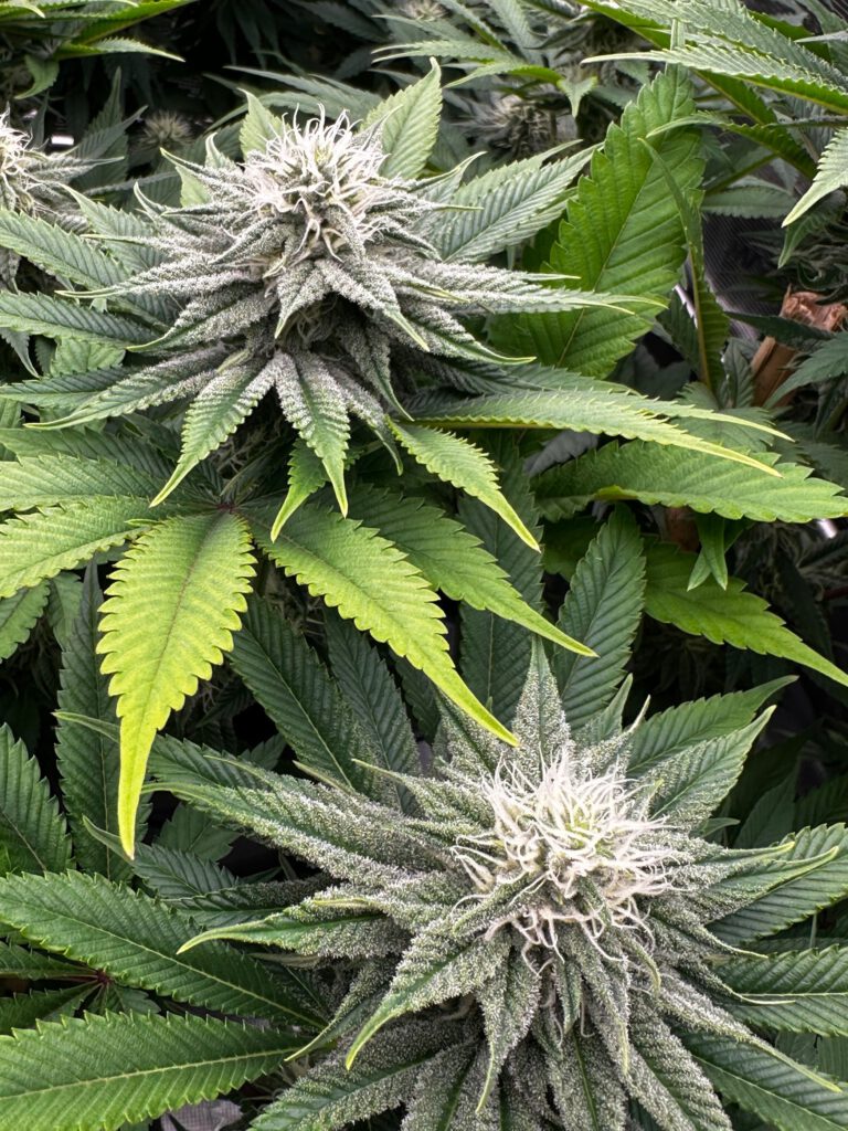 Capri Haze